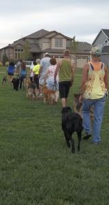 Obedience Dog Training Class in Fort Collins