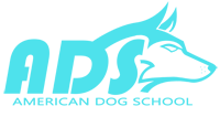American Dog School