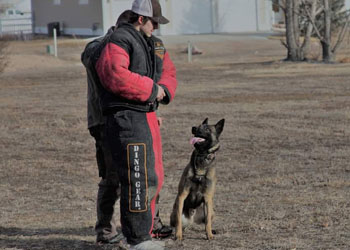 American Dog School Protection Services