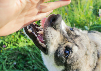 Dog behavioral help at American Dog School